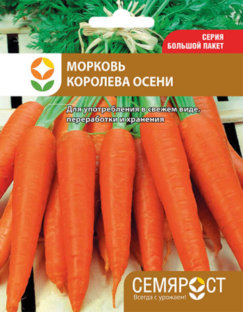 morkov-koroleva-oseni-semrost-111-05-ru